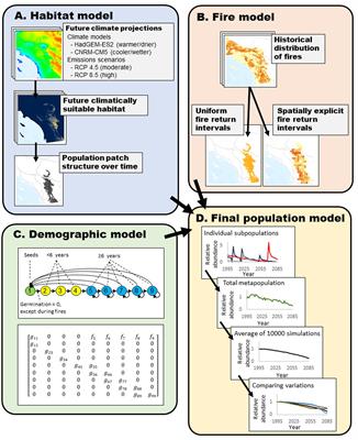Modeling the effects of spatially explicit patterns of climate and fire on future populations of a fire-dependent plant